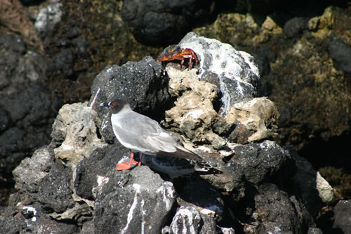 Swallow-tailed gull, in english. Une mouette aux yeux rouges, devant un crabe rouge.